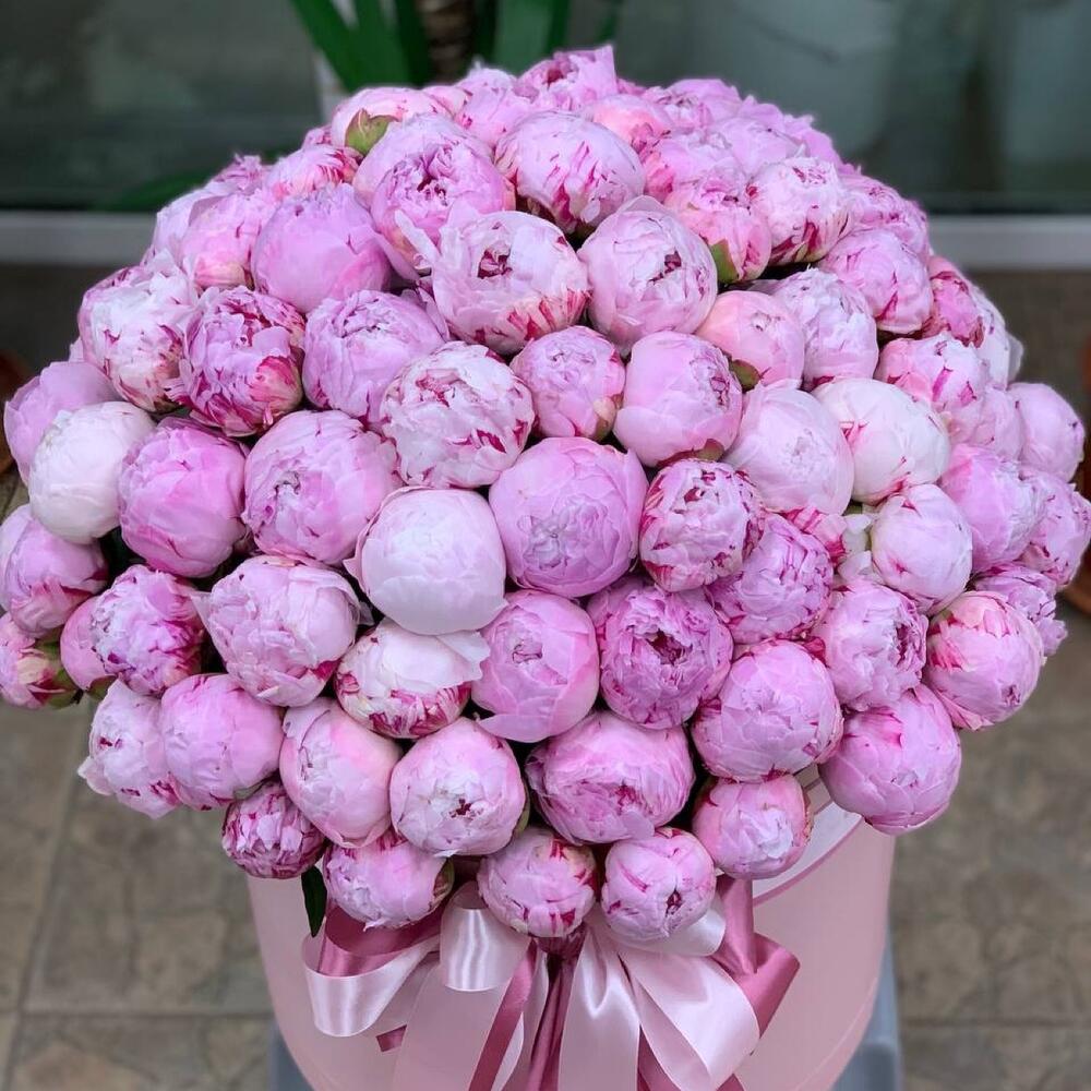 Пионовый шик (101 пион в коробке)