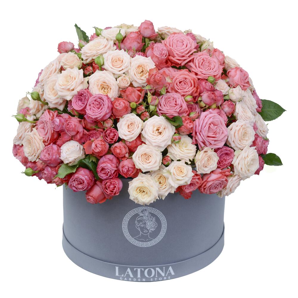 VINCENT bush peony roses