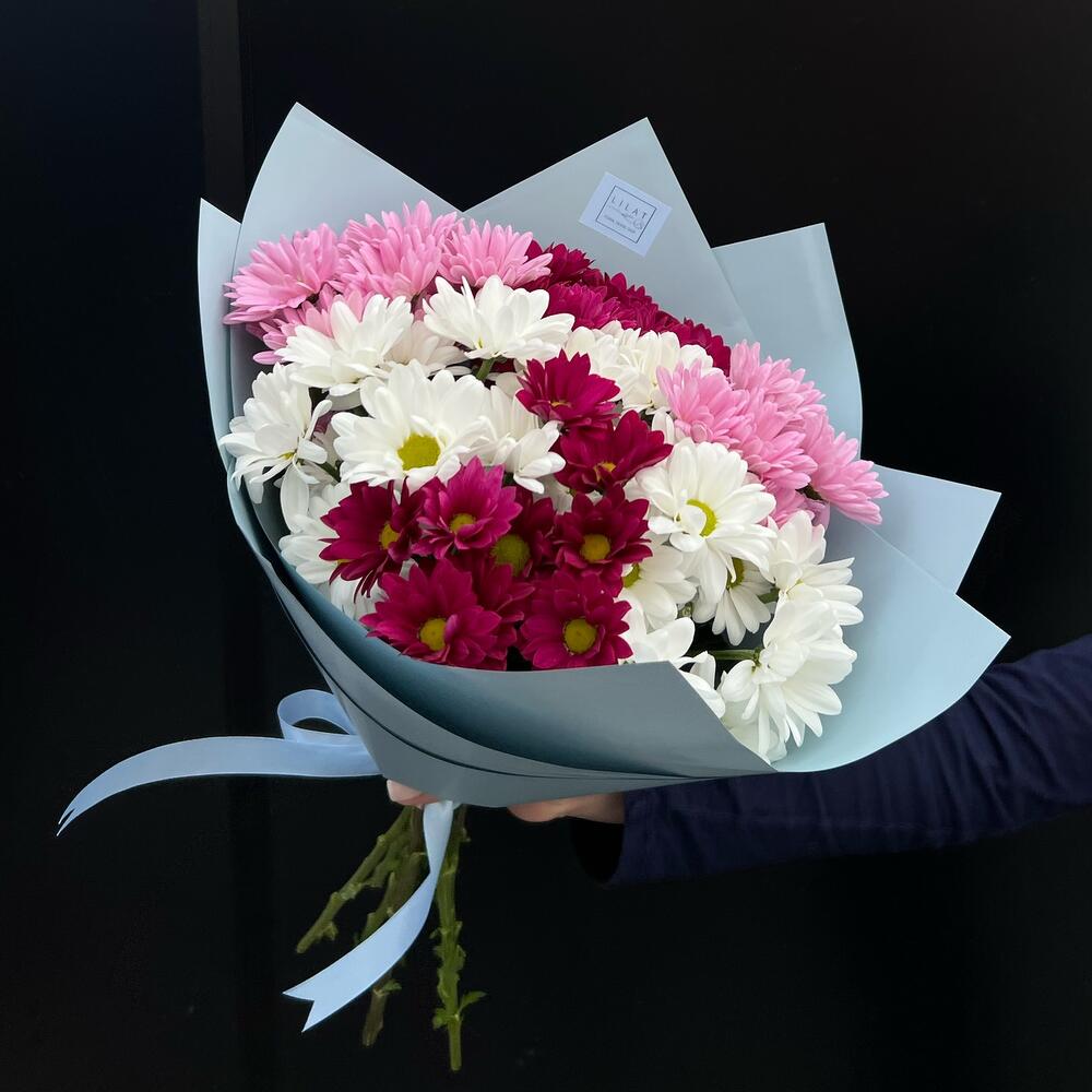 Chrisanthemum M